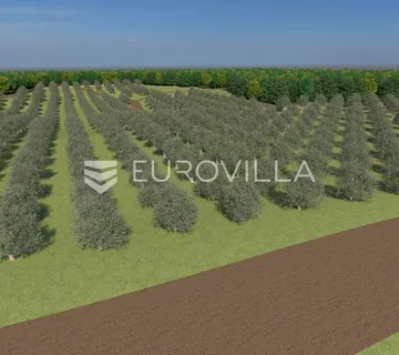 Istra, Bale, poljoprivredno zemljište 12200m2 s mogućnošću gradnje gospodarskog objekta - cover