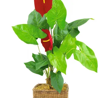 EUROPALMS Anthurium, 64cm - cover