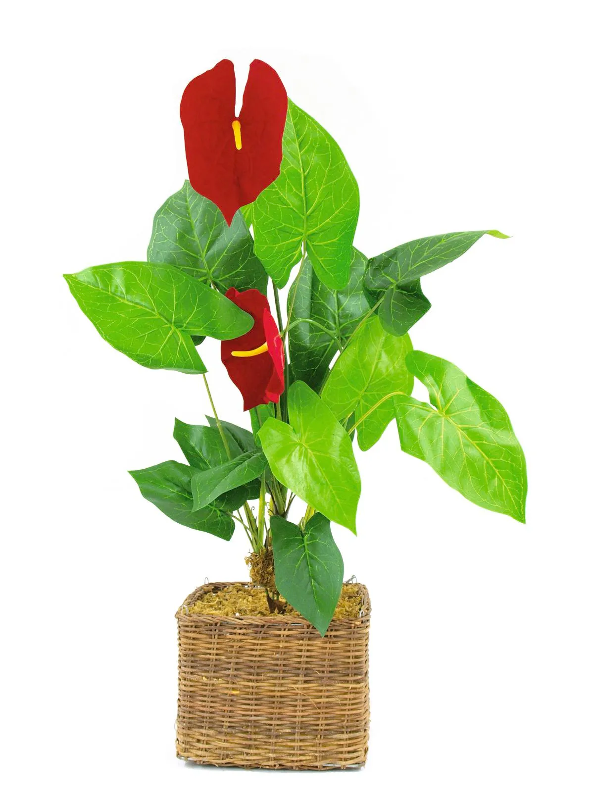 EUROPALMS Anthurium, 64cm - cover