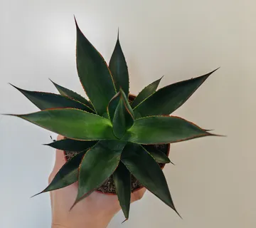 AGAVE “Shaka Zulu” - cover