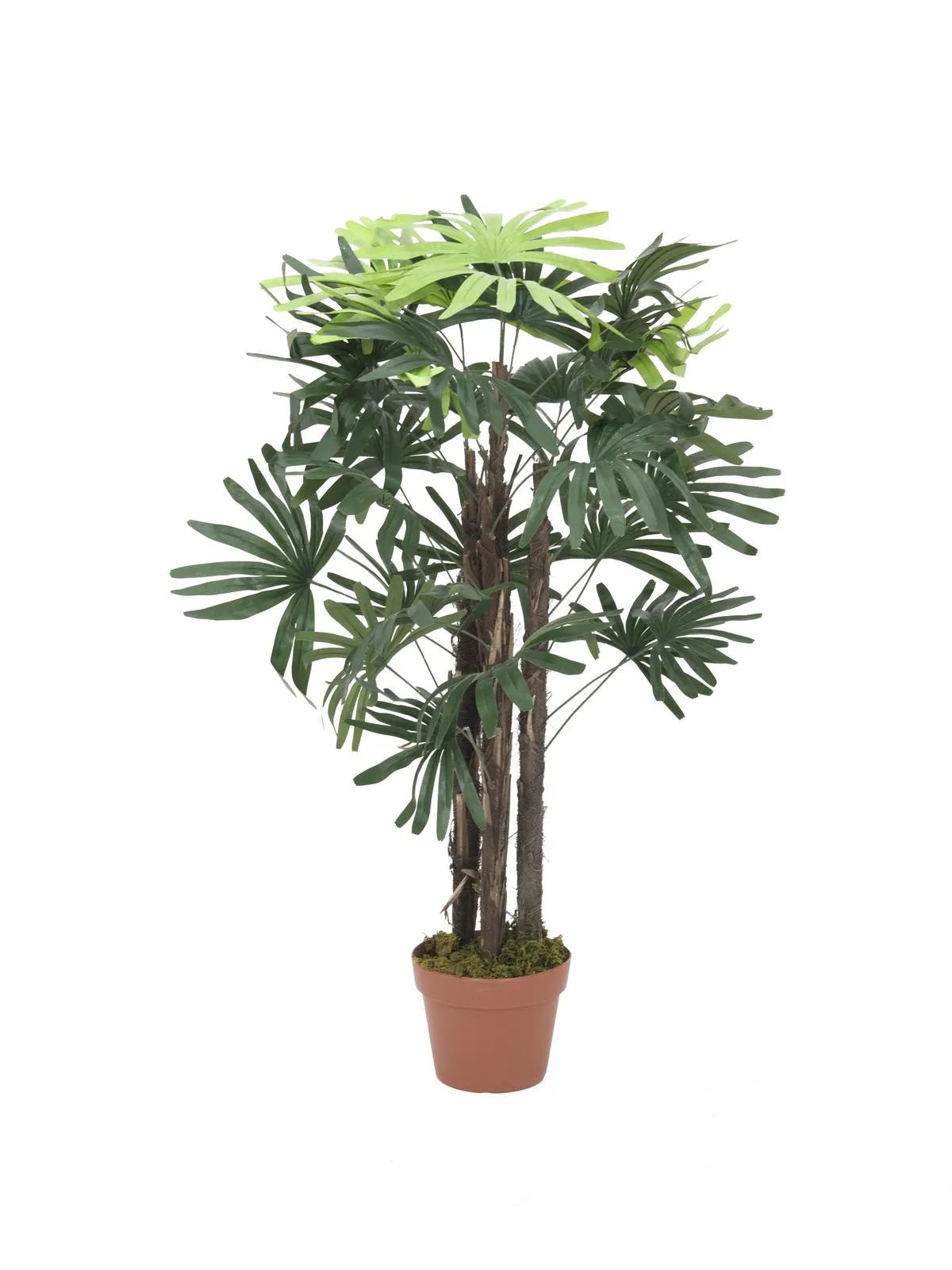 EUROPALMS Raphis palm tree, 90cm - cover