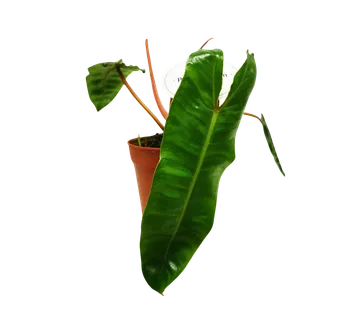 PHILODENDRON “Billietiae” - cover