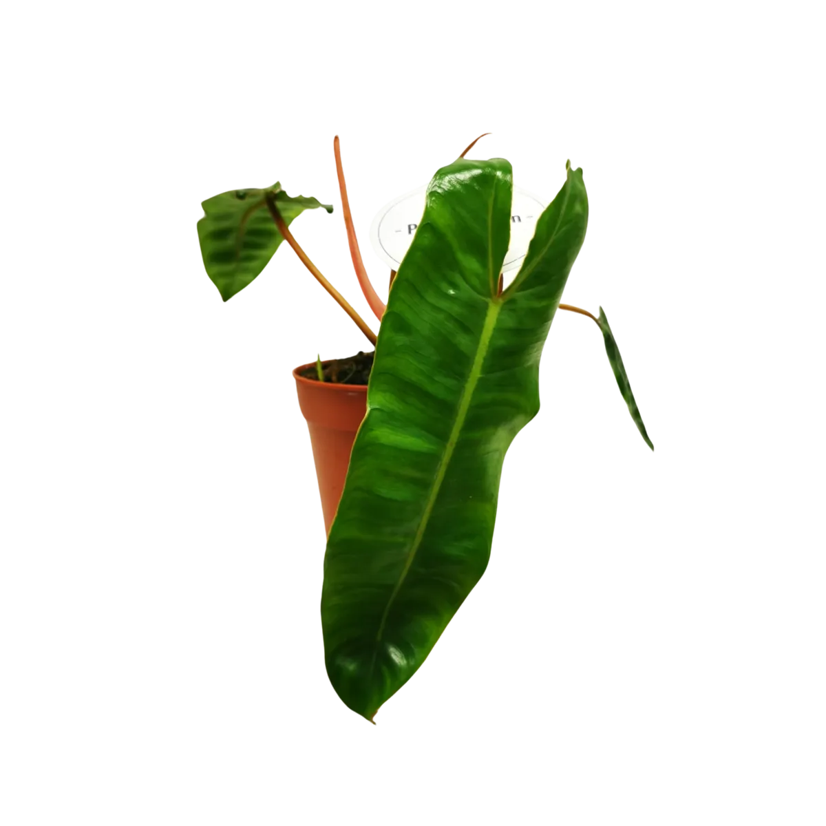 PHILODENDRON “Billietiae” - cover