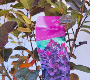 COTINUS COG “Royal Purple” - cover