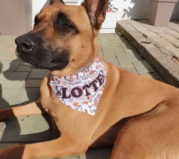 Marama za pse - cover