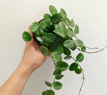 HOYA “Mathilde” splash - cover