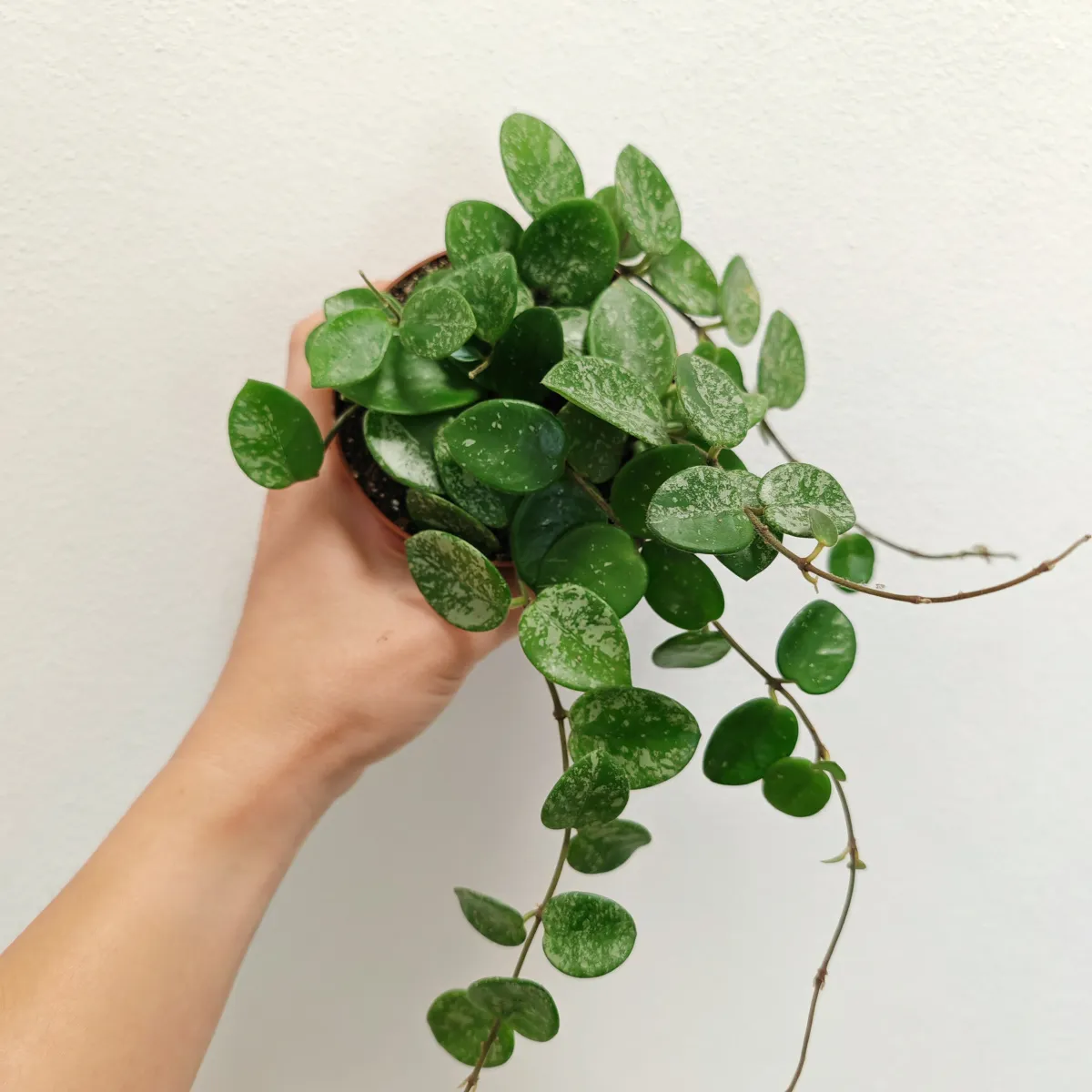 HOYA “Mathilde” splash - cover