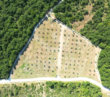 Prostrano Zemljište Sa Maslinikom, Voćkama I Vodom Na Parceli - Vodnjan