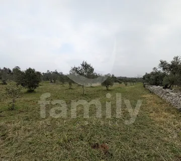 Prostrani I Uredan Maslinik Na Mirnoj Lokaciji - Fažana
