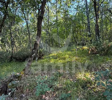 Prodaja Poljoprivredno Zemljište Šuma Vodnjan