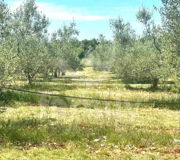 Prilika - Maslinik U Marčani Sa 240 Maslina - Marčana