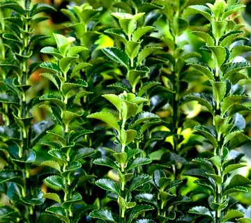 EUONYMUS JAP “Green Spire” - cover