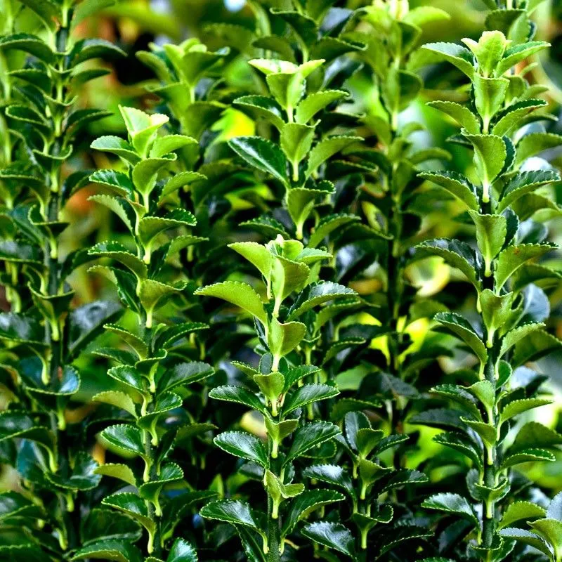 EUONYMUS JAP “Green Spire” - cover