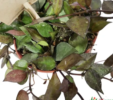 HOYA KRO. “Black Leaves” - cover