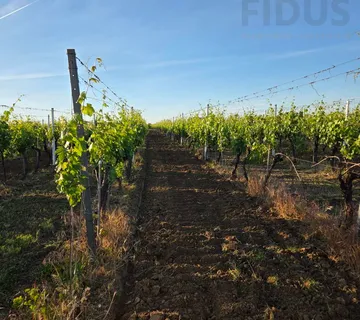 Vinograd sorte graševina - Erdut