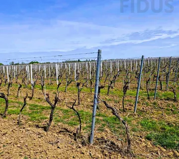 Vinograd sorte graševina - Erdut