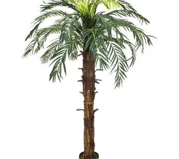 EUROPALMS Coconut king palm, 140cm - cover