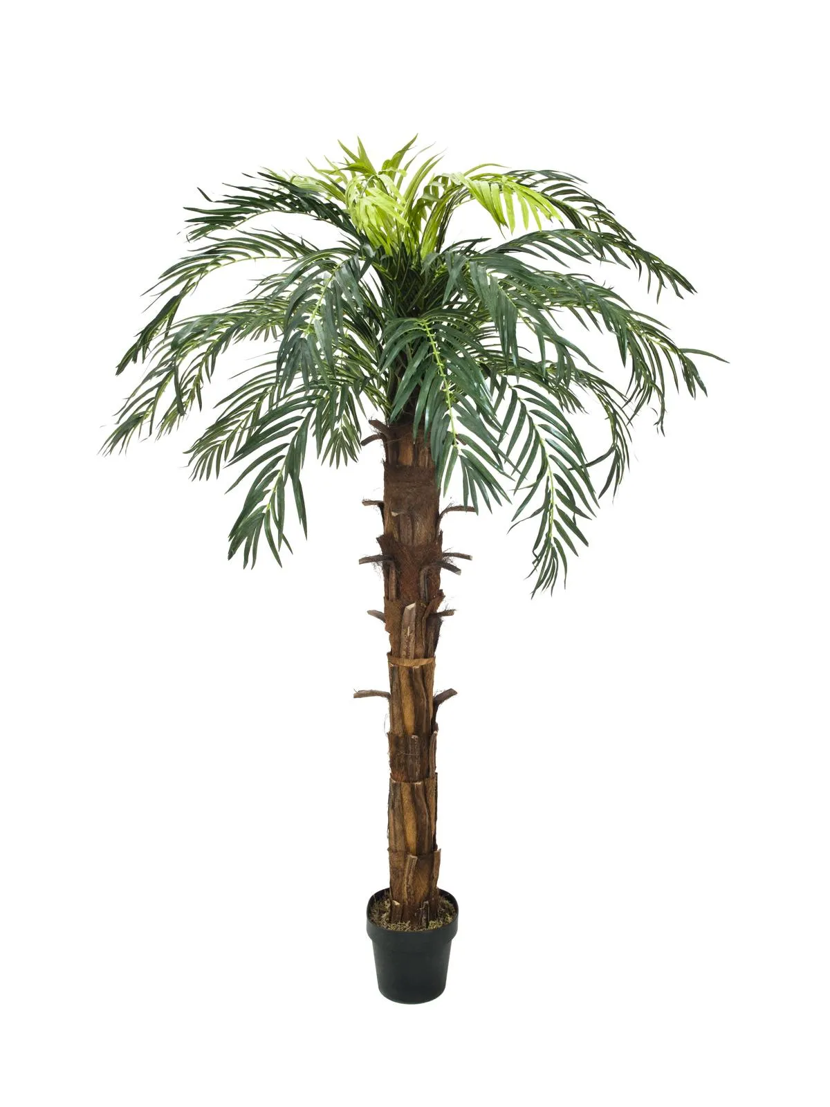EUROPALMS Coconut king palm, 140cm - cover