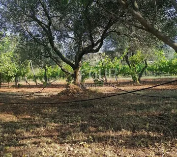 Istra, Rovinj-okolica, poljoprivredno zemljište 4.471m2