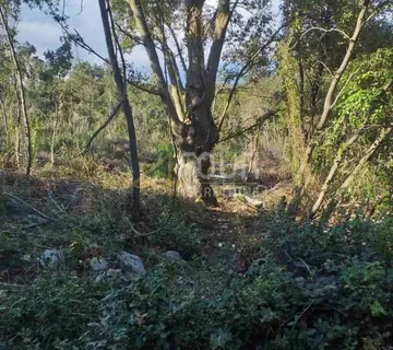 Istra, Duga Uvala, poljoprivredno zemljište, 2.042m2 - cover