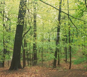 Istra, Buzet - okolica, poljoprivredno zemljište, 3.820m2 - cover