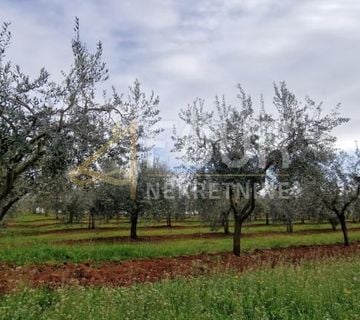 Istra, Kaštelir, zemljište, predivan maslinik 5.000m2 - cover