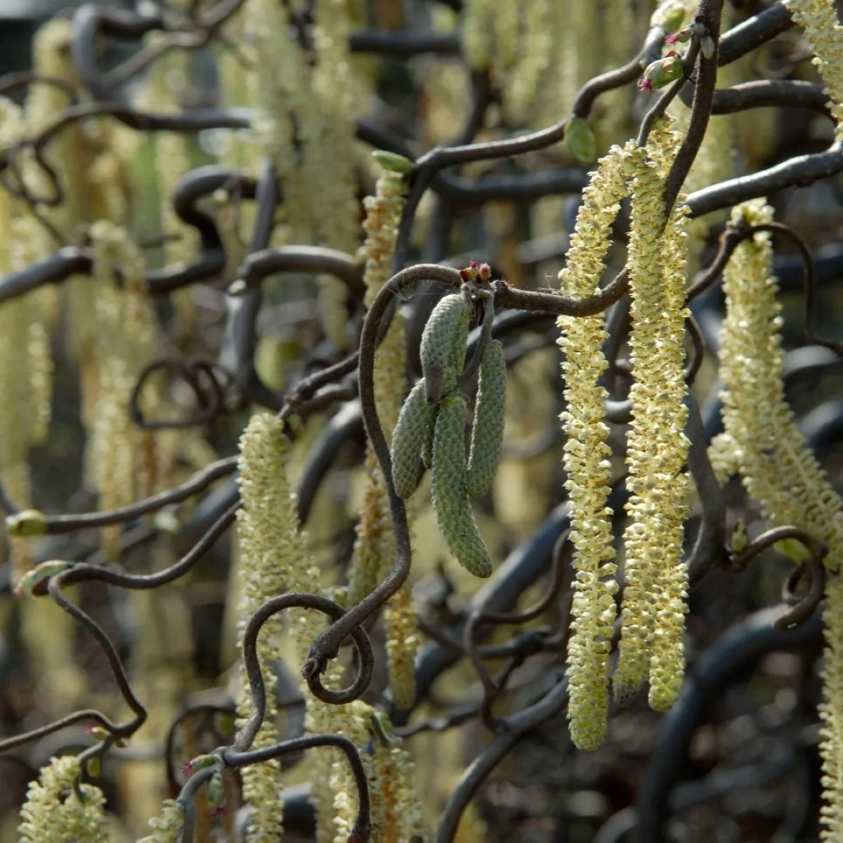 CORYLUS AVE. “Contorta” - cover