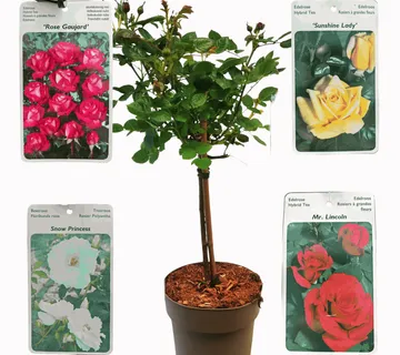 RUŽE STABLAŠICE-mini - cover