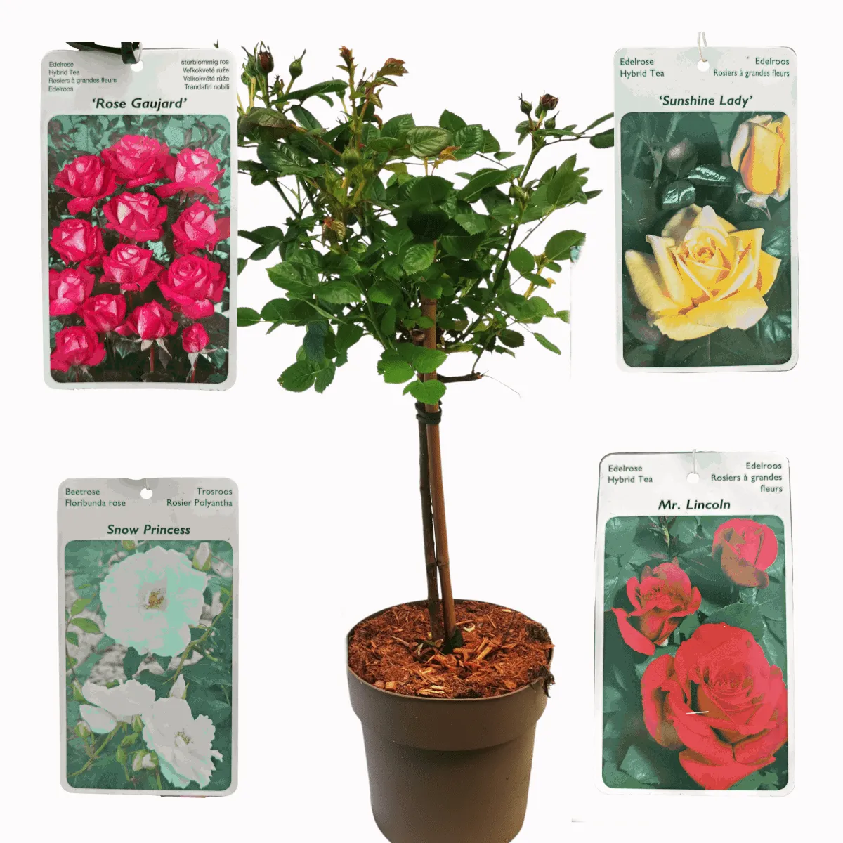 RUŽE STABLAŠICE-mini - cover