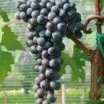 CABERNET SAUVIGNON VCR7 - cover