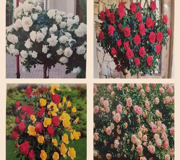 RUŽA STABLAŠICA - cover