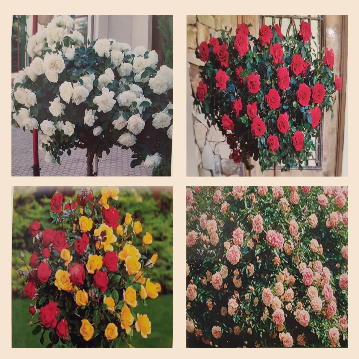 RUŽA STABLAŠICA - cover