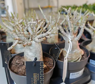 ADENIUM “Ansu Baobab” - cover