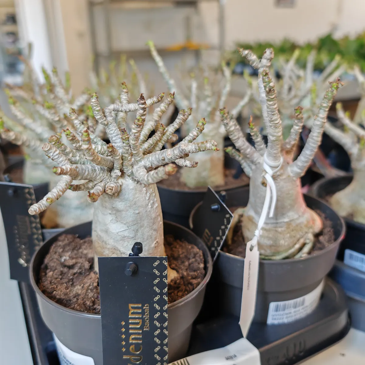 ADENIUM “Ansu Baobab” - cover