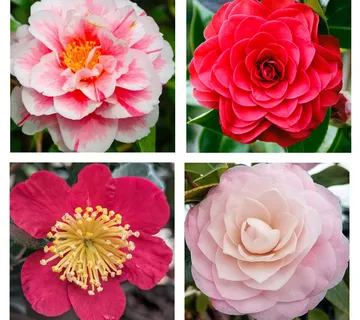 CAMELLIA JAPONICA - cover