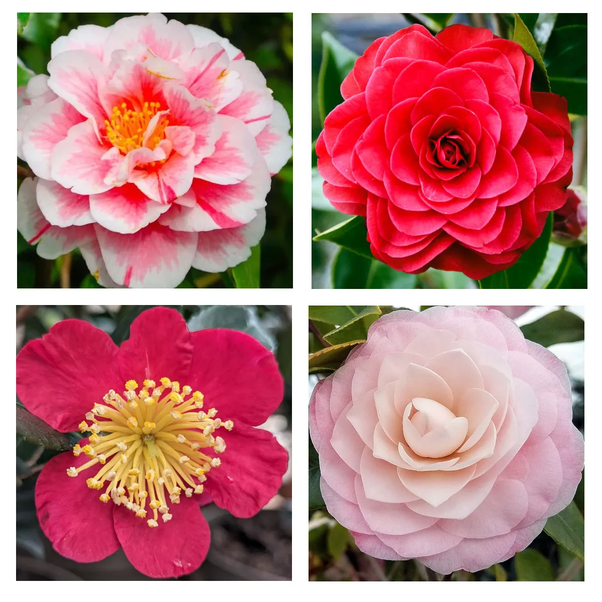 CAMELLIA JAPONICA - cover