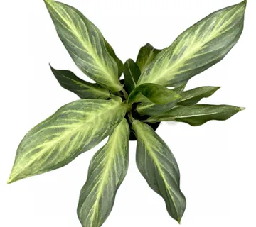 AGLAONEMA “Aqua Green” - cover