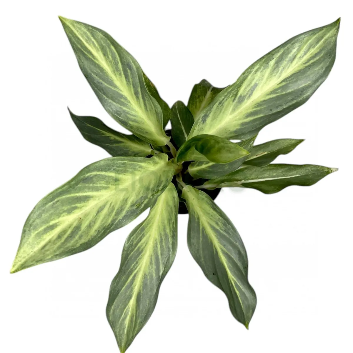 AGLAONEMA “Aqua Green” - cover