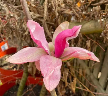 MAGNOLIA”Daybreak”-mirisna - cover