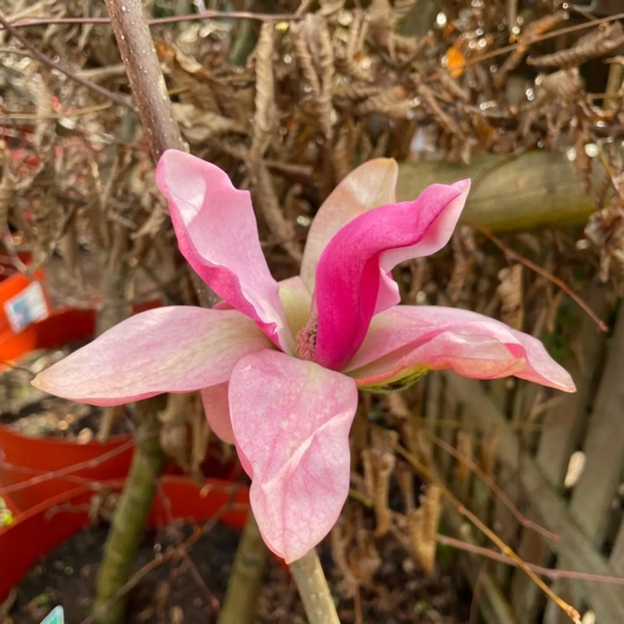 MAGNOLIA”Daybreak”-mirisna - cover