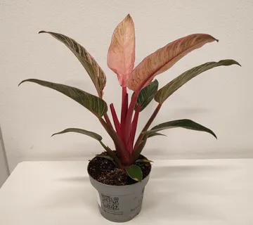 PHILODENDRON “Pink bikini” - cover