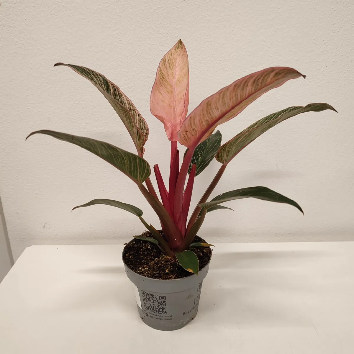 PHILODENDRON “Pink bikini” - cover