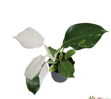 PHILODENDRON “White Wizard” - cover