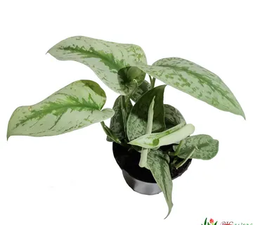 SCINDAPSUS PICTUS” Trebie” - cover