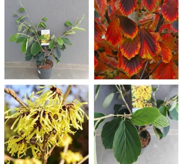 HAMAMELIS INT. “Arnold Promise” - cover