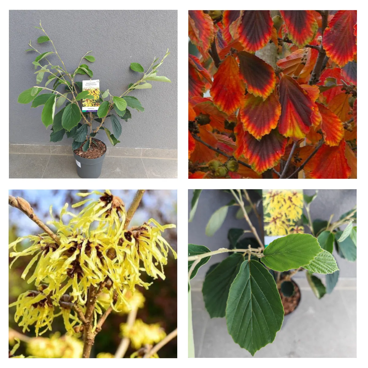 HAMAMELIS INT. “Arnold Promise” - cover