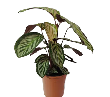 CALATHEA “Peacock” - cover