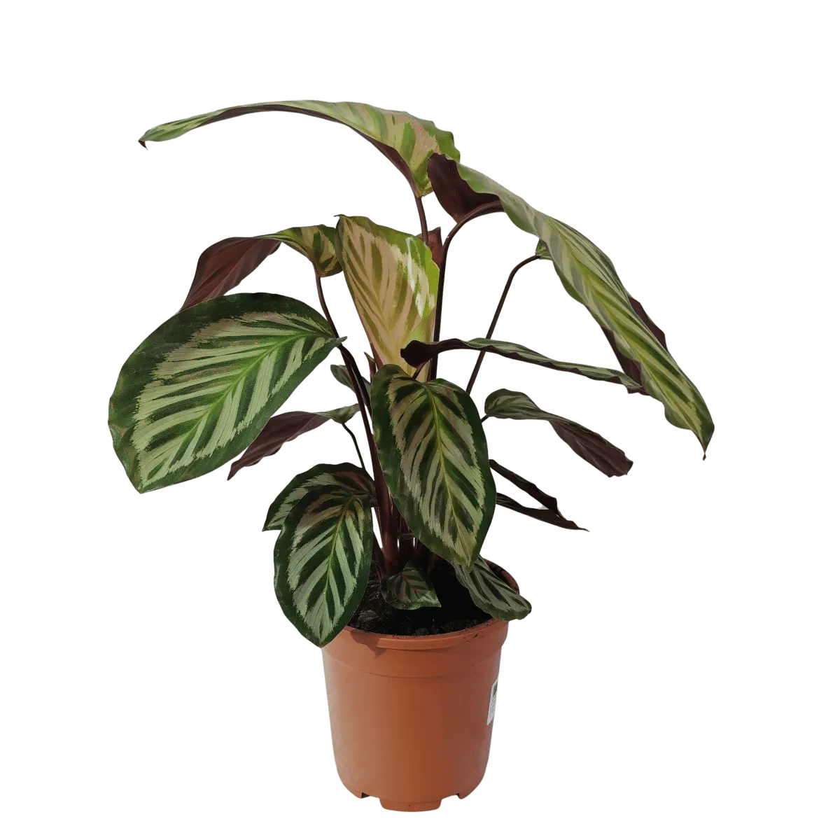 CALATHEA “Peacock” - cover