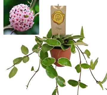 HOYA” Krimson Queen” - cover