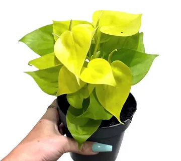 PHILODENDRON “Lime” - cover